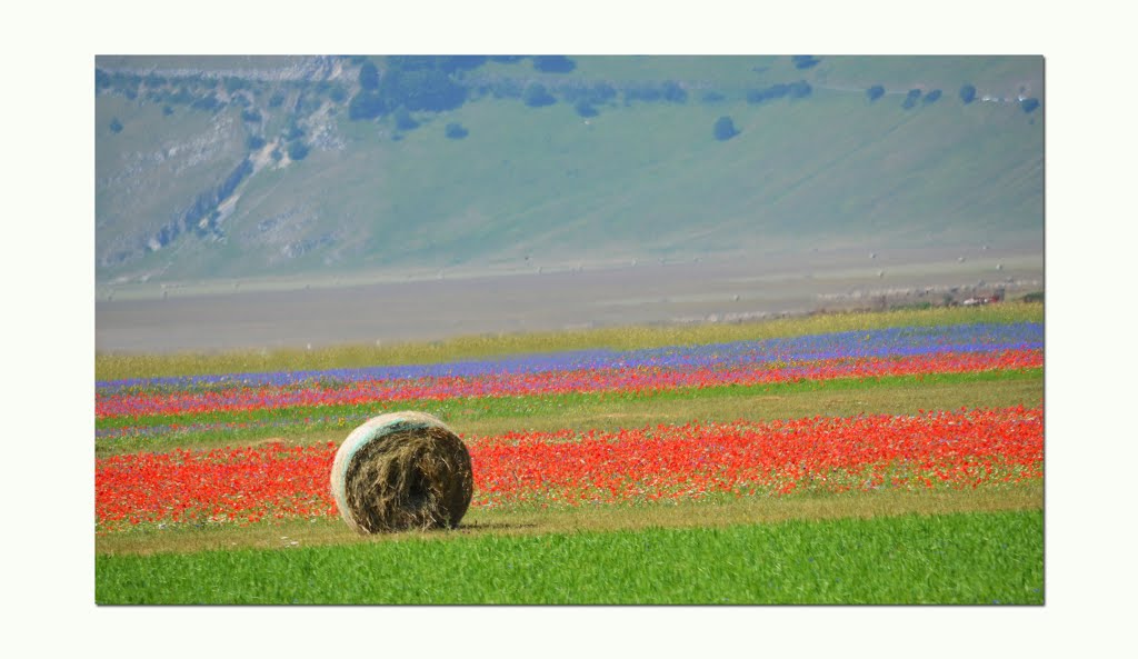 Castelluccio di Norcia 2015 (PG) by Proxima Centaury