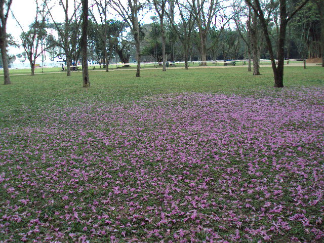 São José dos Campos, SP by Isi Hennka