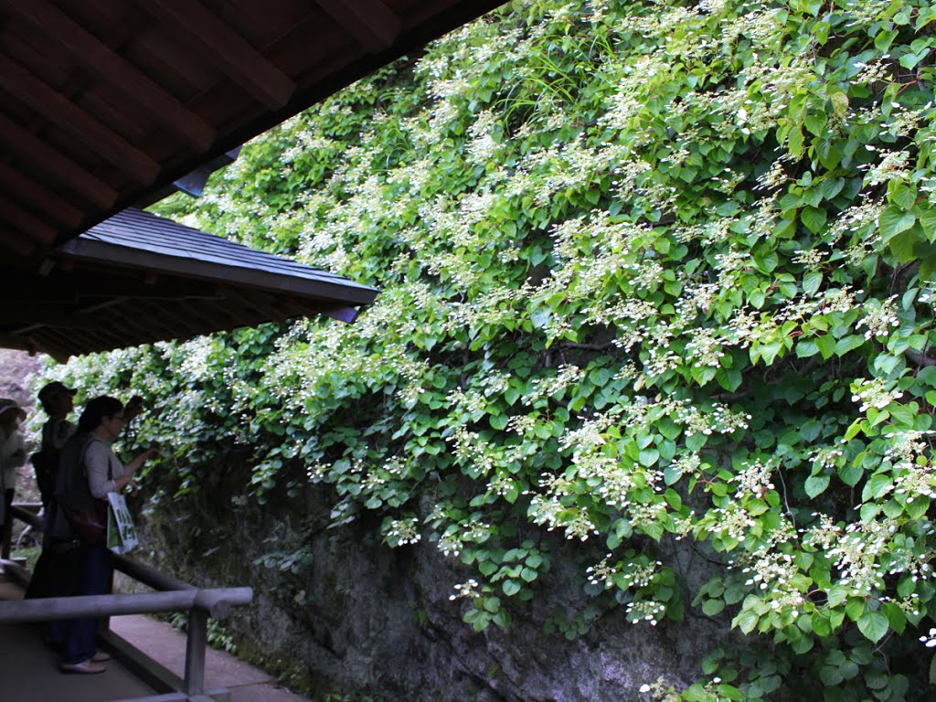 Kamakura 北鎌倉 東慶寺の岩ガラミ by beya_conger