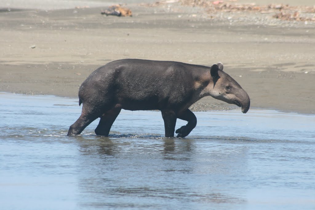 DANTA ( Tapirus bairdii ) by manuel alfredo