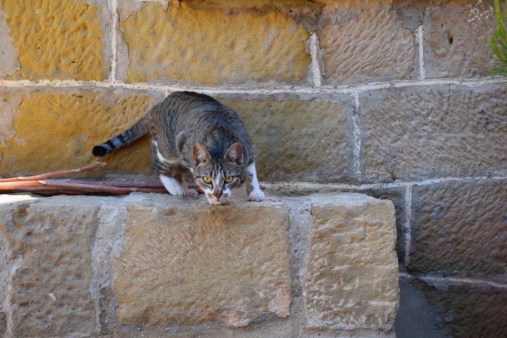 Gata curiosa by JOSE ALBERTO RODRIGU…