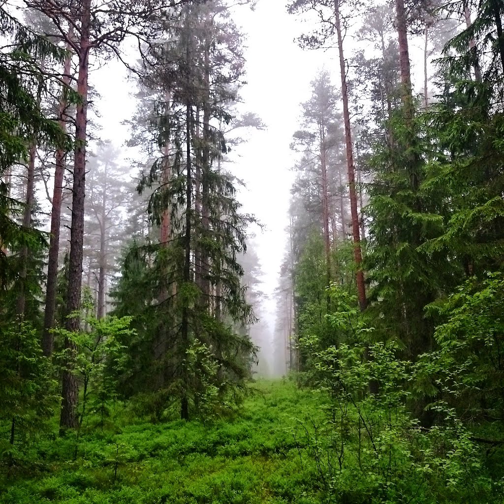 Eesti mets/estonian forest by Karl Kingsepp