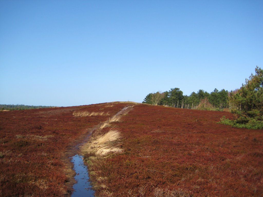 Holte-Spangen - Blick auf den "Kahleberg" (bronzezeitlicher Grabhügel) by Robert-68