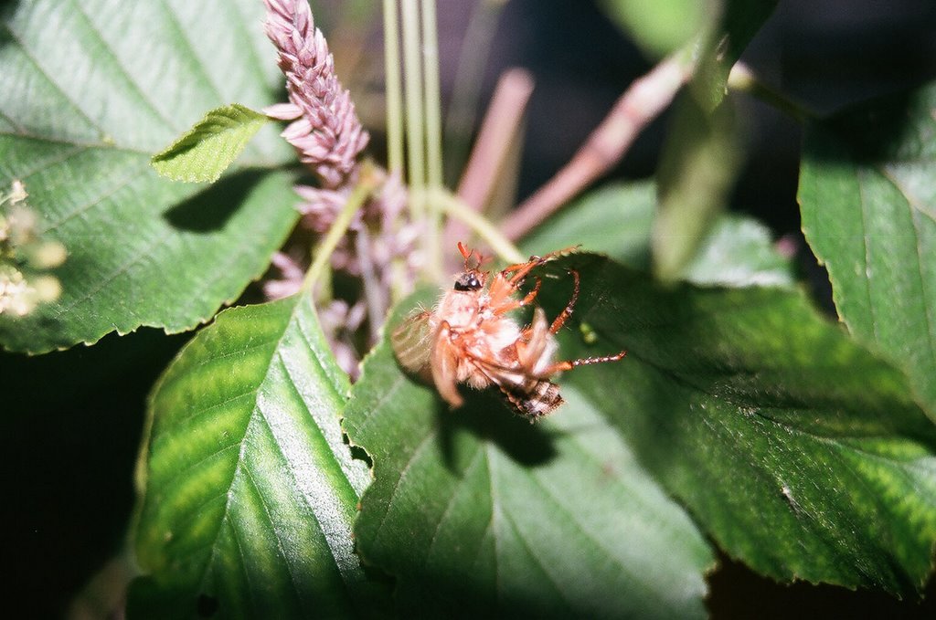 Junikäfer: Abflug unter erschwerten Bedingungen by B.W.