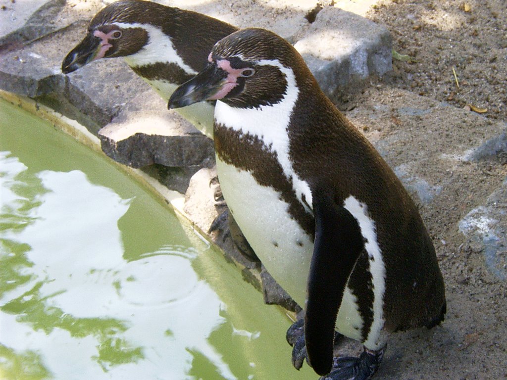 Pinguine im Zoo by haraldkommtvorbei