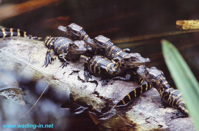 Young alligators at Big Cypress Bend Boardwalk by Al Denelsbeck