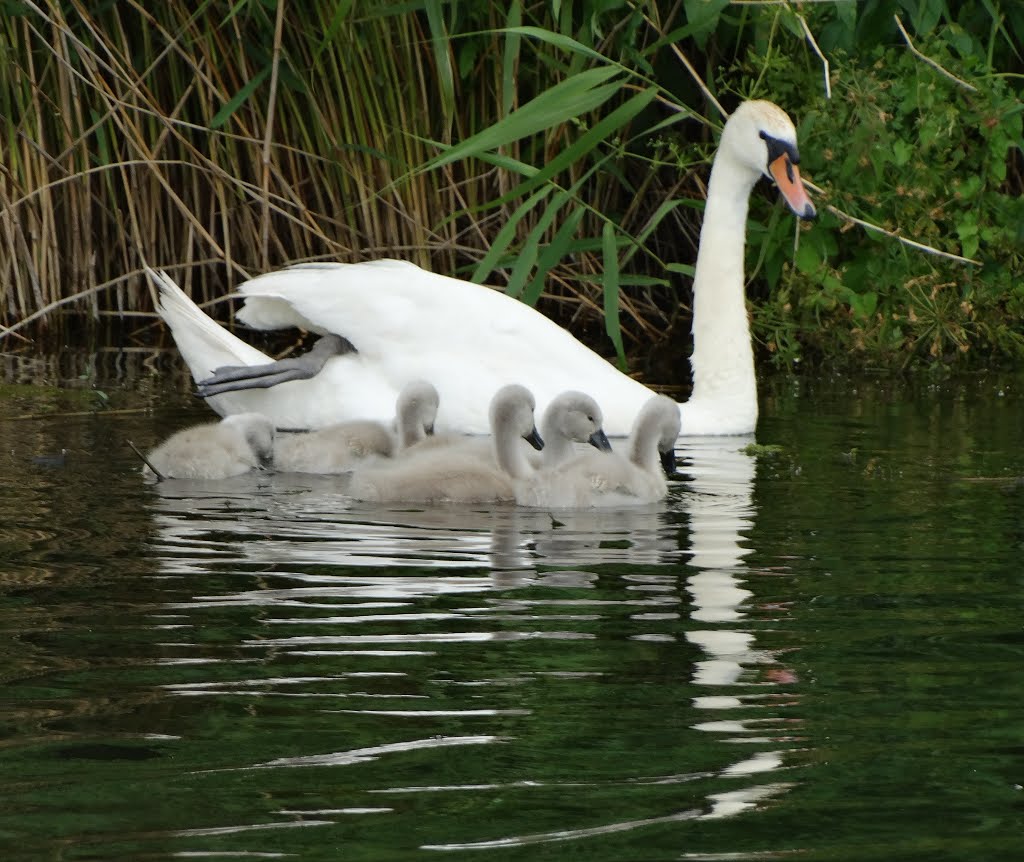 Swan and cygnets on The Exeter Canal by Neil-inSheffieldUK