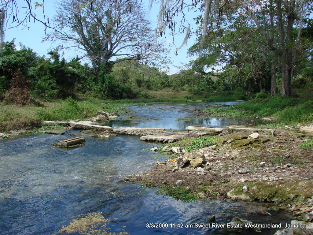 The Sweet River Estate Westmoreland Jamaica by James Asbury