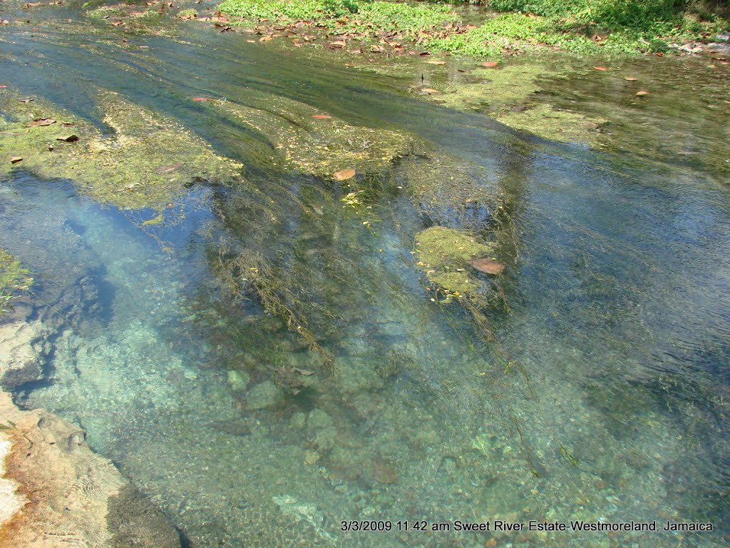 The Sweet River Estate Westmoreland Jamaica by James Asbury