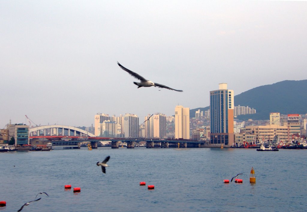 Seagull over Busan Port by crokey