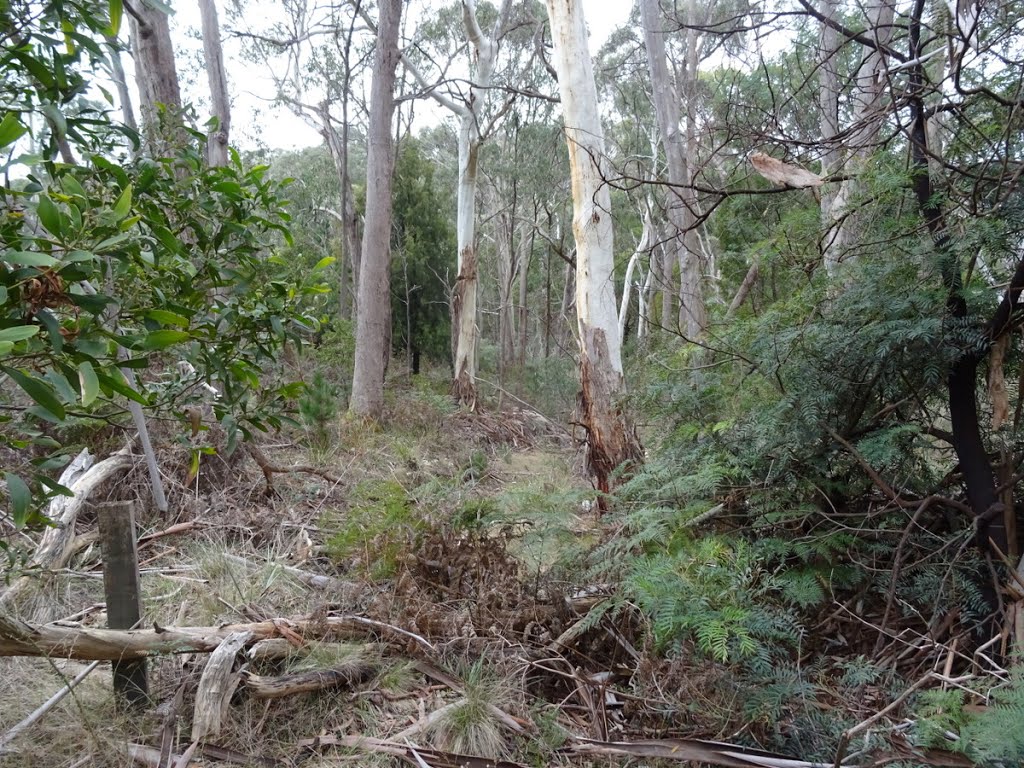 Bush at the Koala Park reserve. by Warwick Sellens