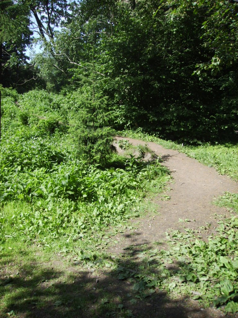 Aptekarskiy Ogorod (Botanical garden MSU). July 2008. — Аптекарский огород (Ботанический сад МГУ). Июль 2008. by Ilya Esipenok