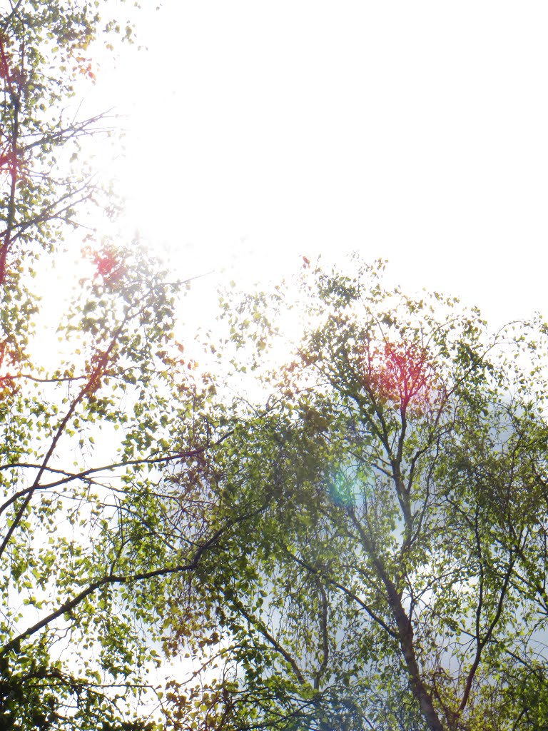 Lakeside Trees on a Sunny Spring Afternoon by Mike Rice