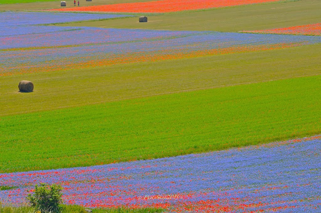 2015 FiorituraPian Grande Castelluccio by © Mauroskop