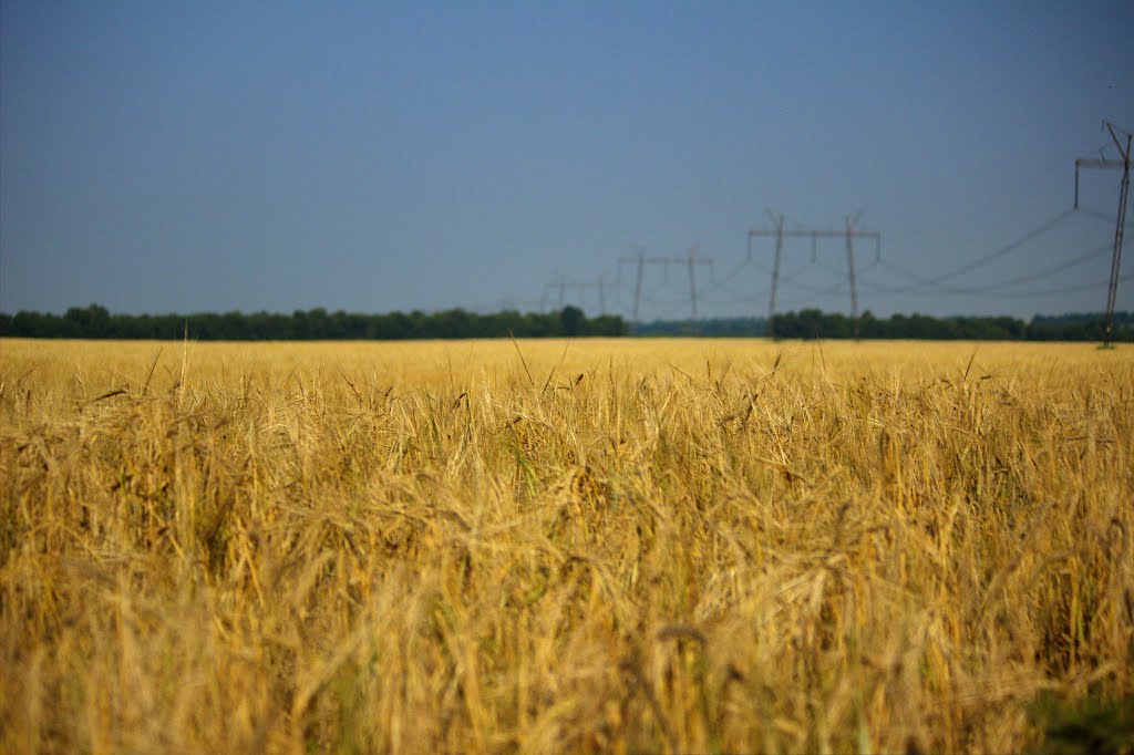 Ukraine by Aleksandr Reshtanenk…