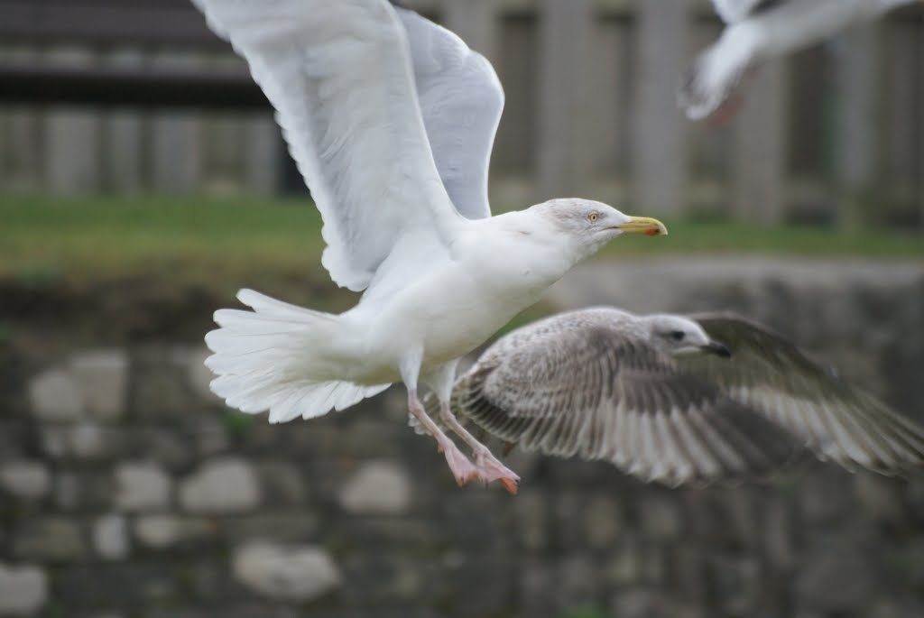 Seagulls at Polzeath by Maggie S (Pukekobird…