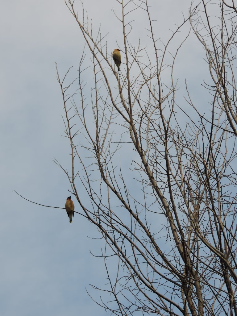 Cedar waxwings by Teo Vucsetics