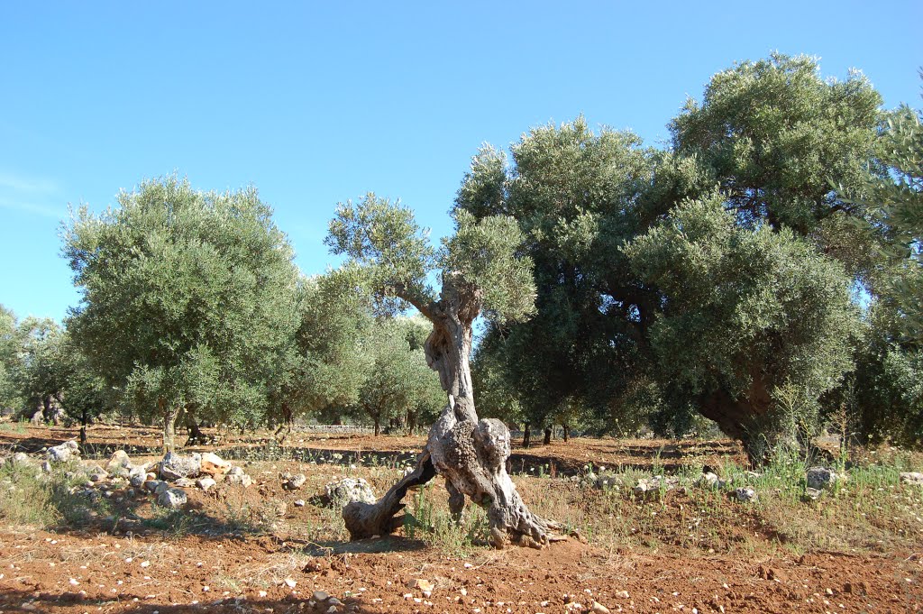 Puglia by RGC52