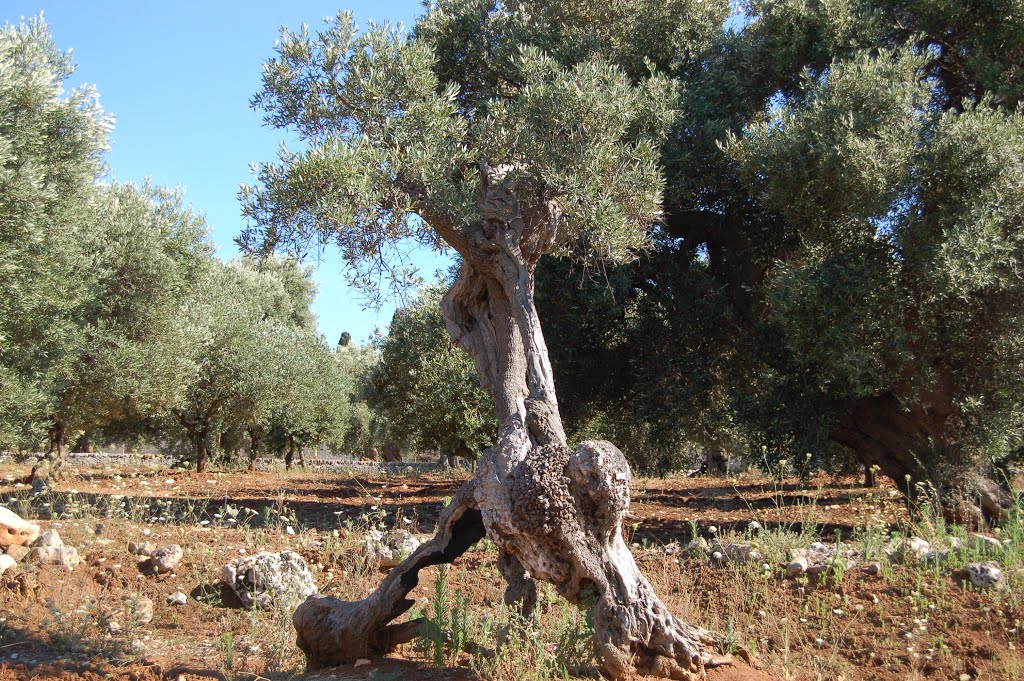 Puglia by RGC52