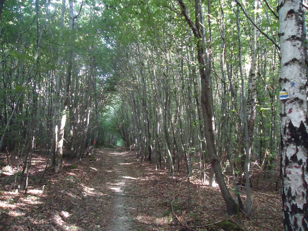 Sentier au bois du Châtelard entre Médière & Beutal by Claudius B.