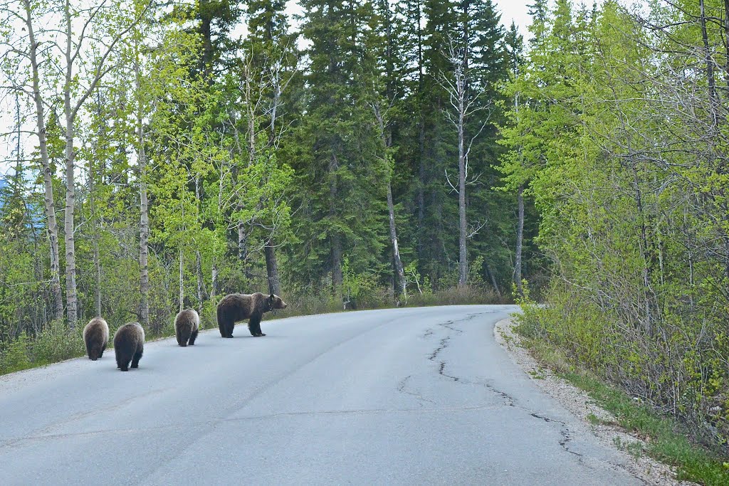 Grizzly 64 and her 3 cubs by Jack Borno