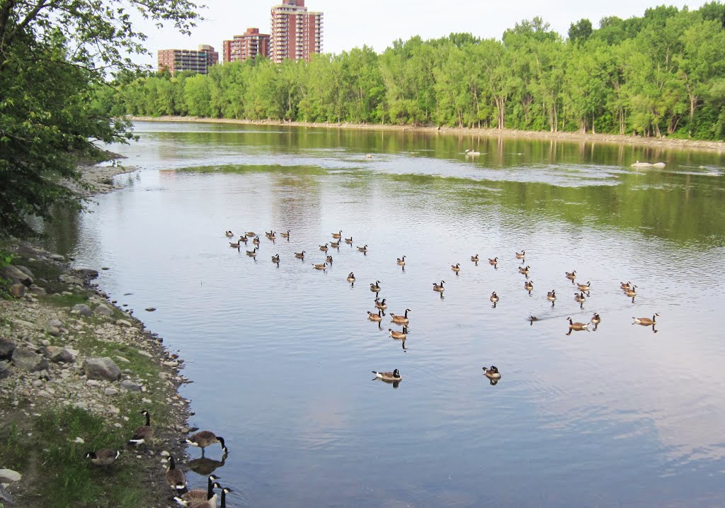 Montreal, QC, Canada by Richard Mc Neil