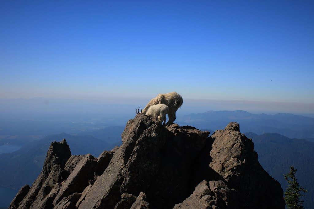 Mountain Goats on Mt. Ellinor by TheOnlyWayIsUp