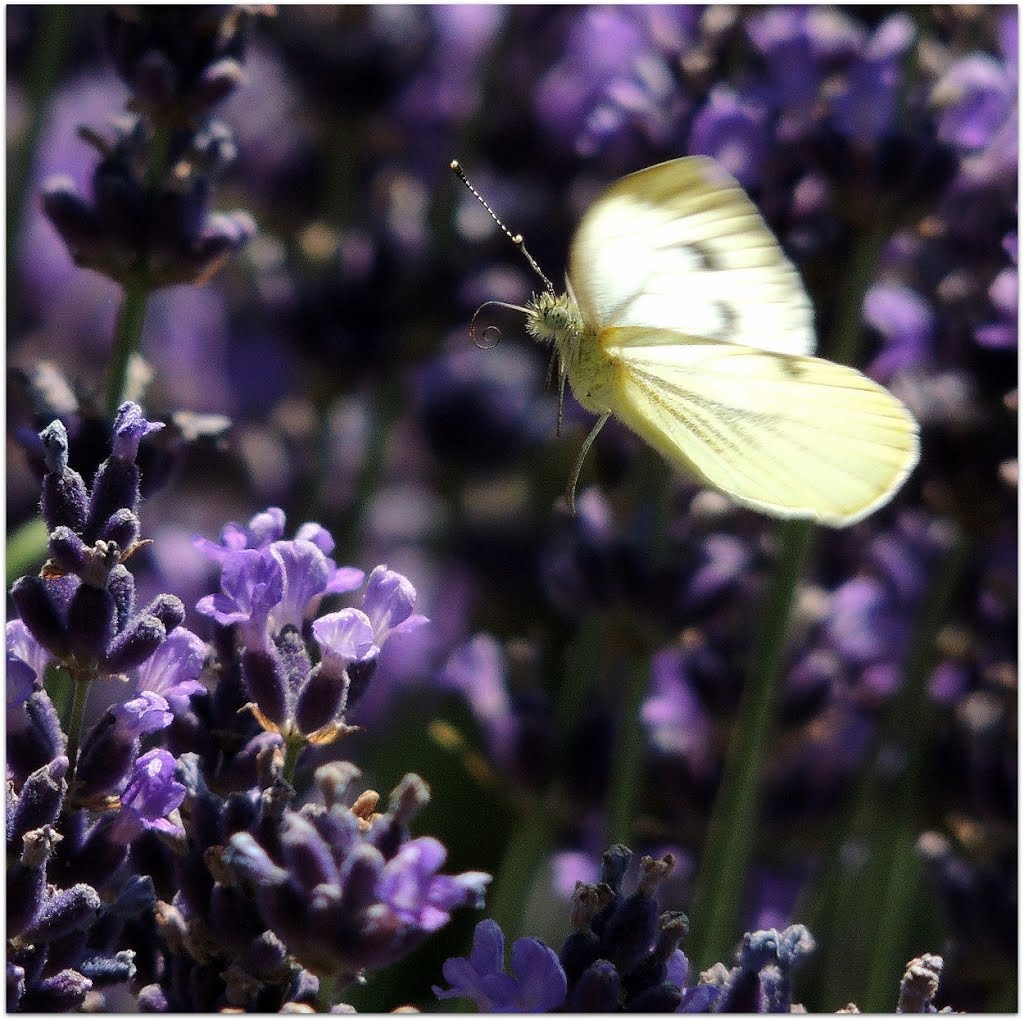 Kohlweißling (Pieris rapae) by Bernd Sontheimer