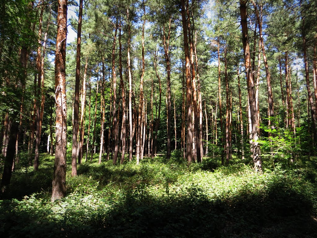 Raunheim, Germany by Frank Frankenstein