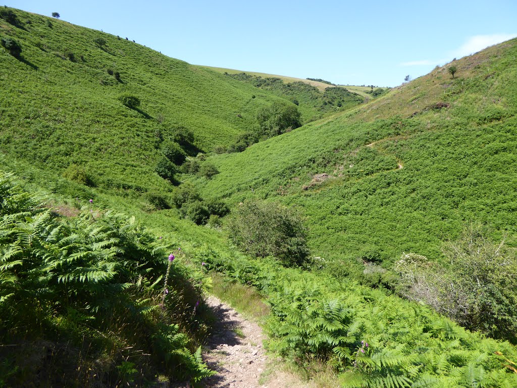 Coast Path. July 2015. by stash.P