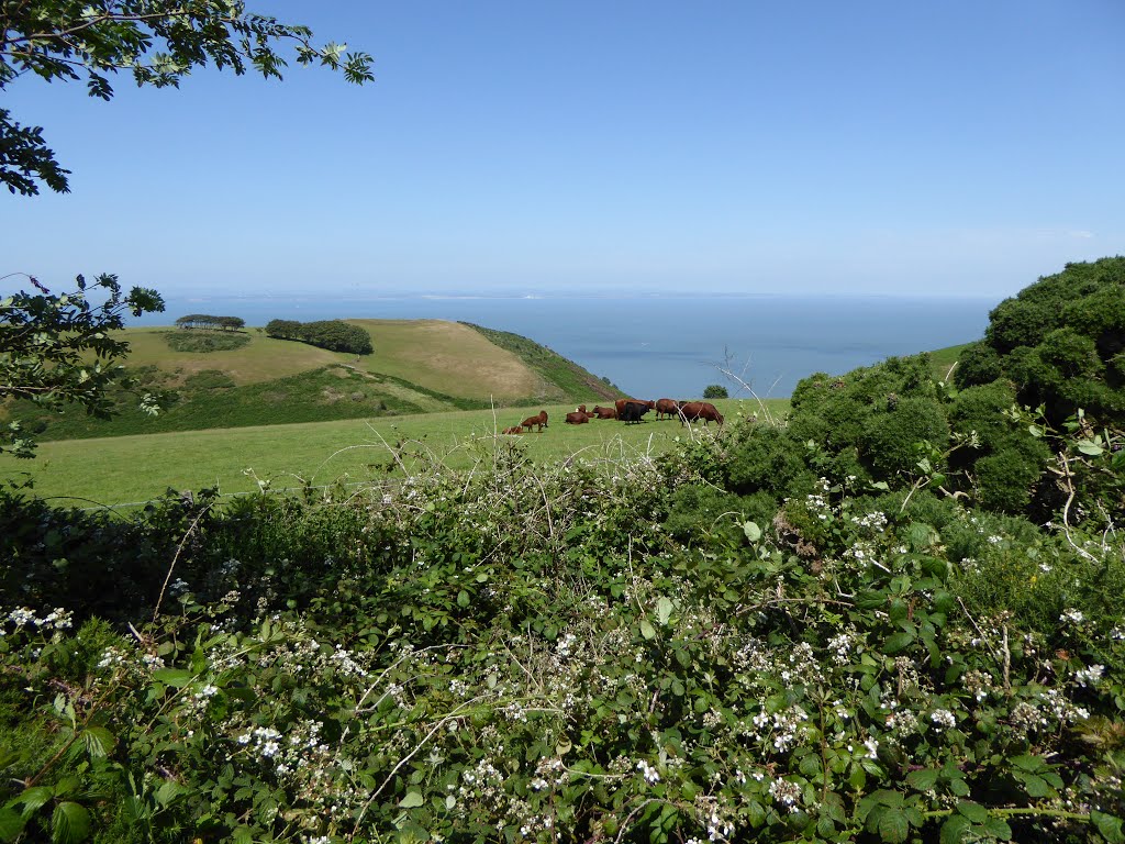 SW Coast Path. July 2015. by stash.P