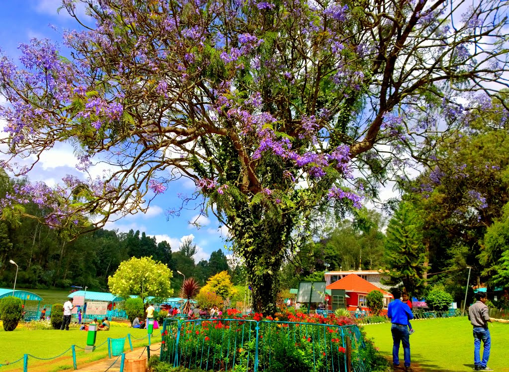 Garden,Kathadimattam, Ooty, Tamil Nadu, India by Kamalakar Anthati