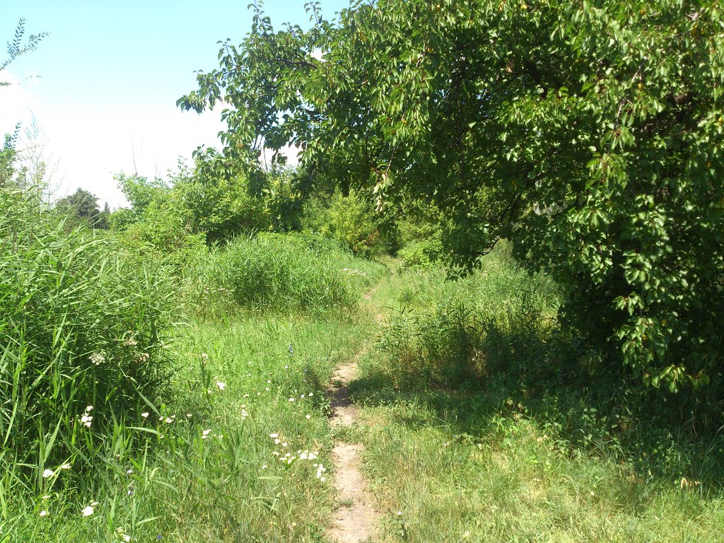 Bud'onivs'kyi district, Donetsk, Donetsk Oblast, Ukraine by bark bark