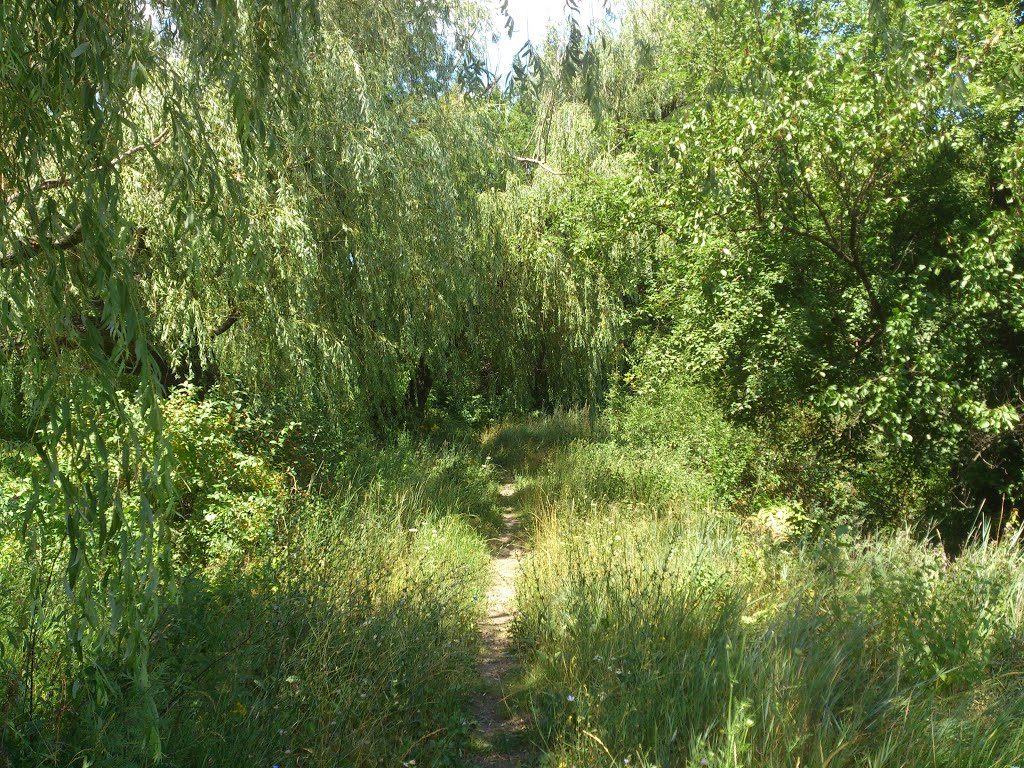 Bud'onivs'kyi district, Donetsk, Donetsk Oblast, Ukraine by bark bark