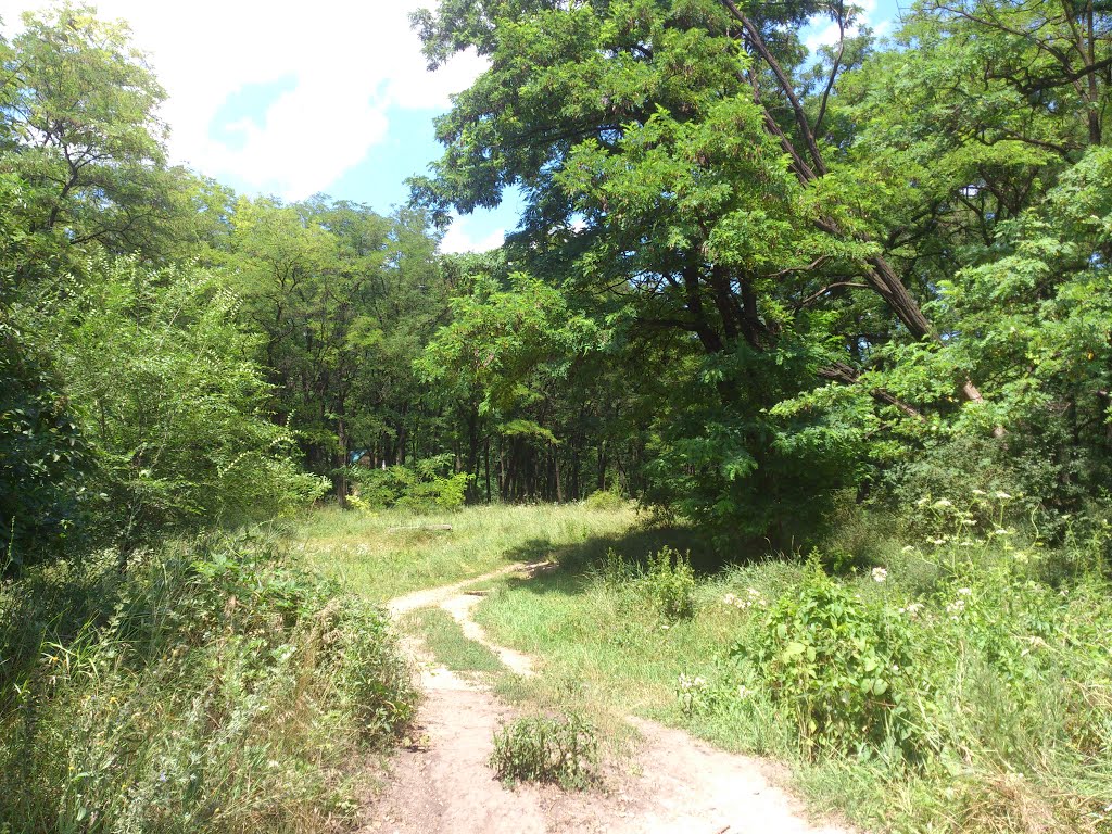 Bud'onivs'kyi district, Donetsk, Donetsk Oblast, Ukraine by bark bark