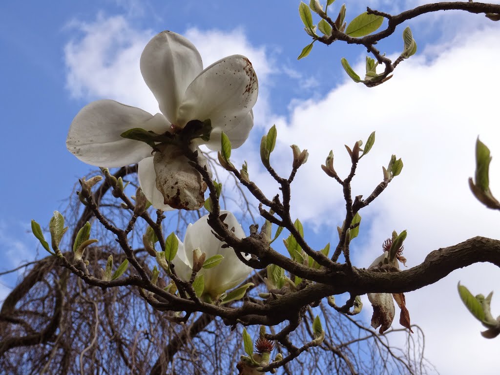 The end of Magnolia blossom in Jardin Albert Kahn by Stefanie Wojciech