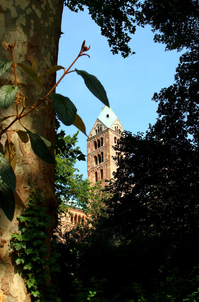 KE - Blick zum Kaiserdom aus dem Domgarten by Karl Eggenmüller