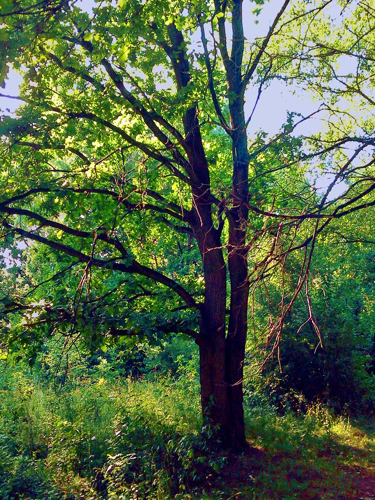 Kraków, Nowy Bieżanów - Park Aleksandry by wuhazet