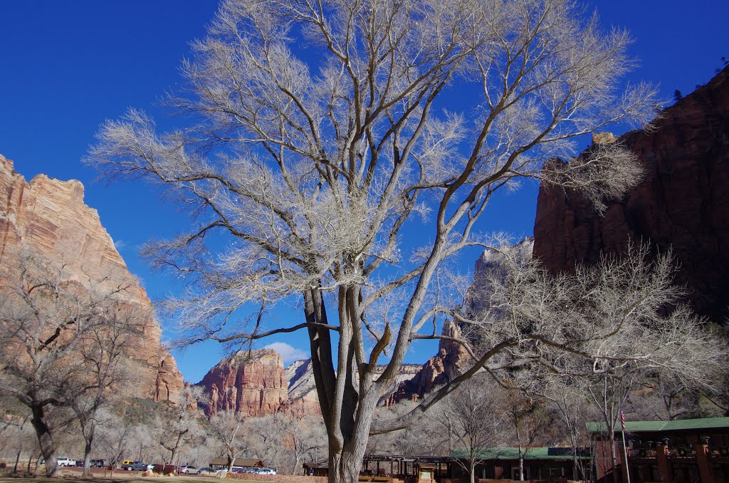 Zion National Park by 木下雅之