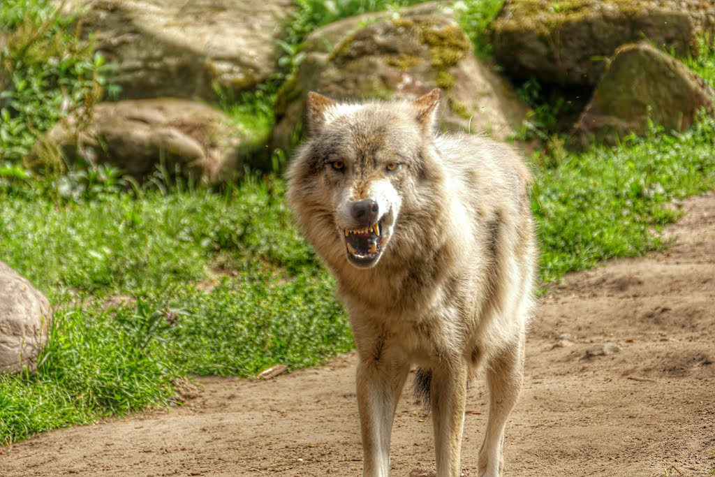 Timberwolf by Thorsten Aurin