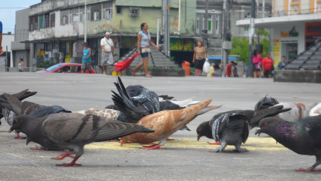 Praça Vidal de Negreiros. Manifestação de pombos. João Pessoa PB.. by Ben Hur Brito