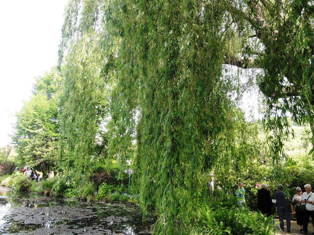 Jardins de Monet by Vânia Dias