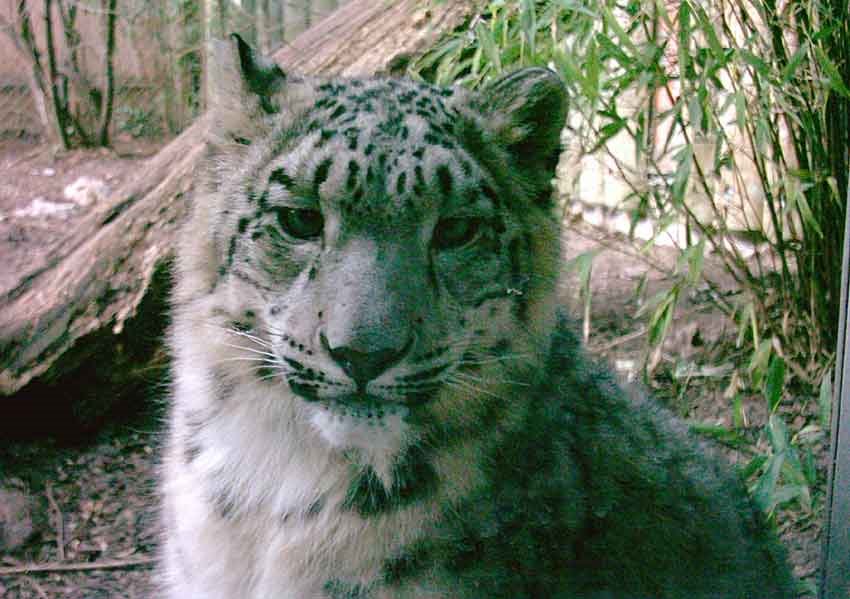 Schneeleopard Zoo Karlsruhe by zauselina