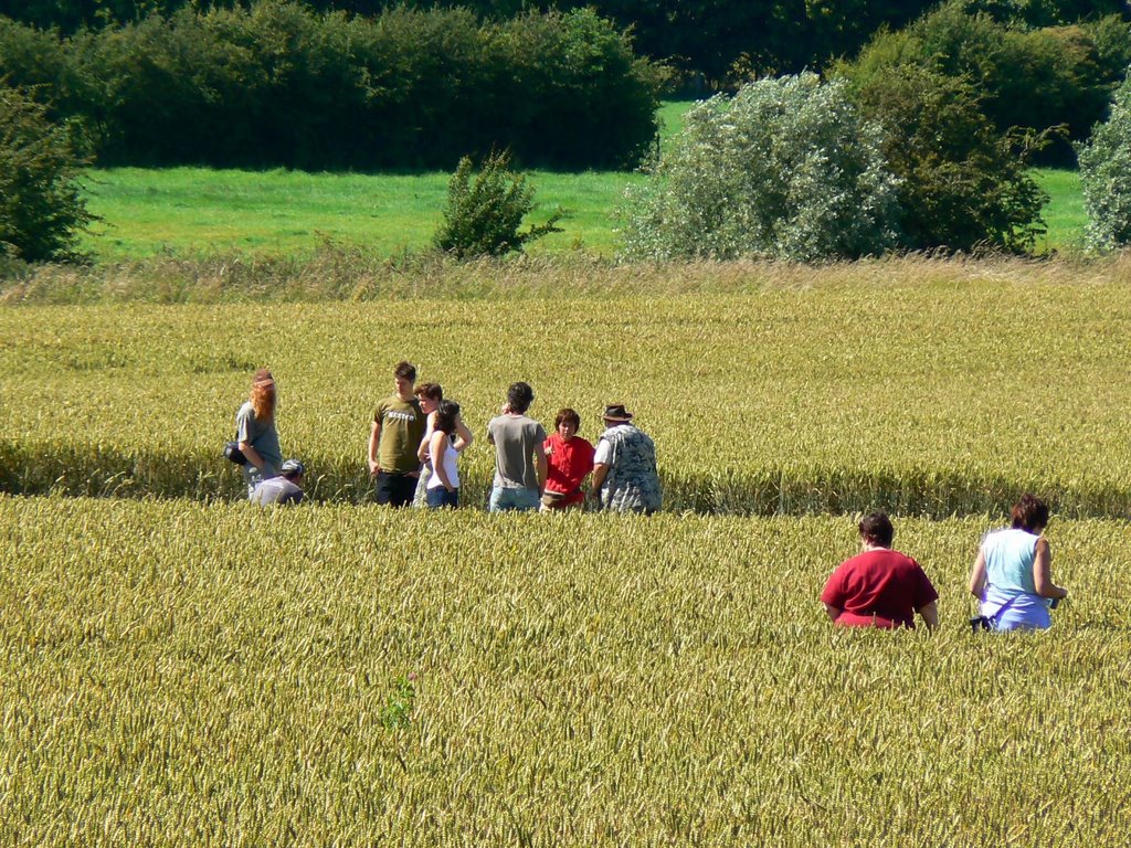 Crop circle, Avebury (north-west) by Brian B16