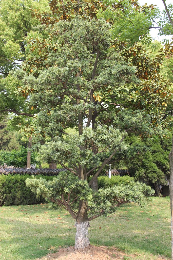 Baum im Park der Pagode des verheißungsvollen Lichts (Ruiguang Tower) by HeinrichsTopplappen