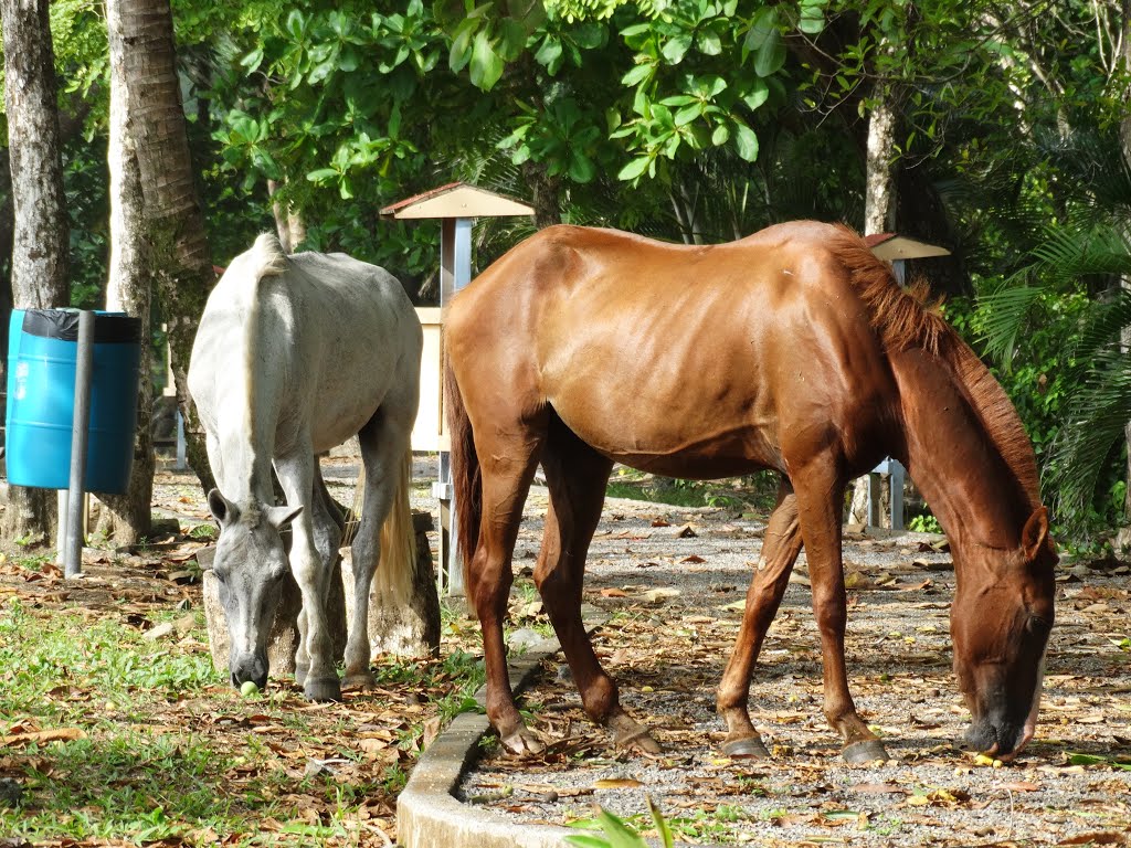 Pavones, Puntarenas, Costa Rica by PEDRINE GUIMARÃES