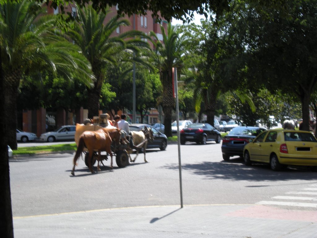 Transporte publico ecologico by Frank_West