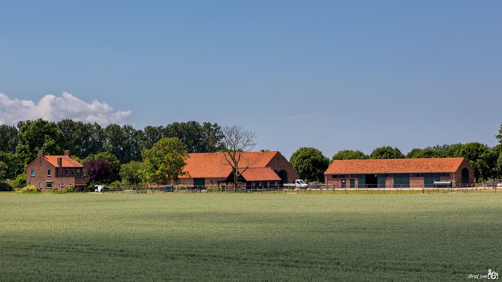 Farm Willemshof, Ooltgensplaat by Bram van Broekhoven