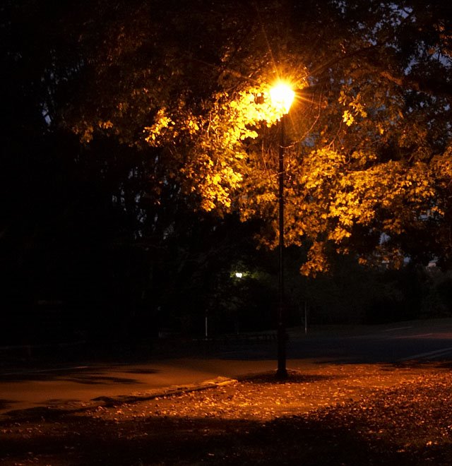 Evening in the Auckland Domain. Street lamp. by iasuka