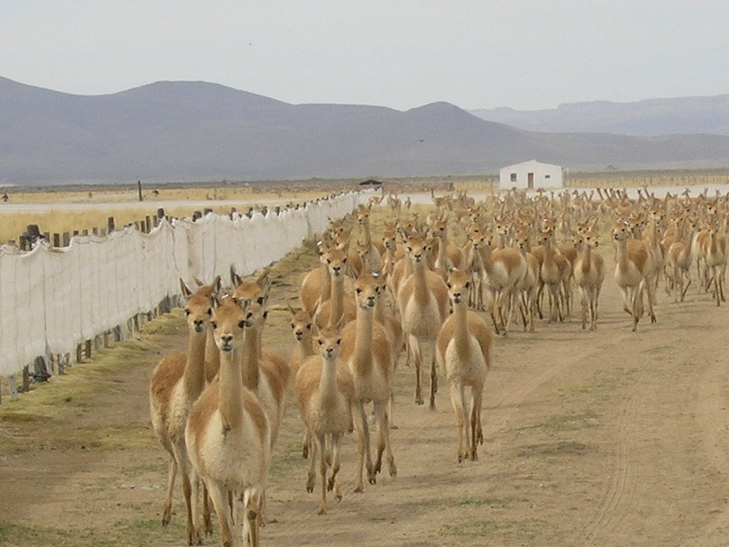 Captura de vicuñas en INTA by GiorgioTuc